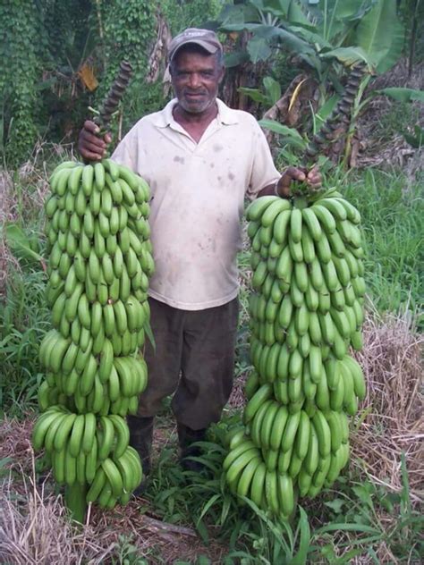 Green Bananas Jamaica Food Jamaican Recipes Beautiful Fruits