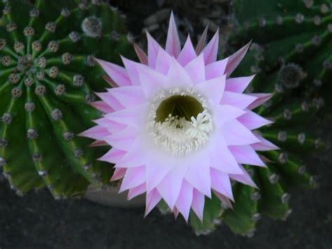 cactus flowers pictures and names | Cactus Flowers | Cactus flowers, Desert flowers, Cactus