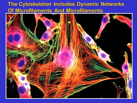 Lectures 21 and 22: The Cytoskeleton: Microfilaments Essential