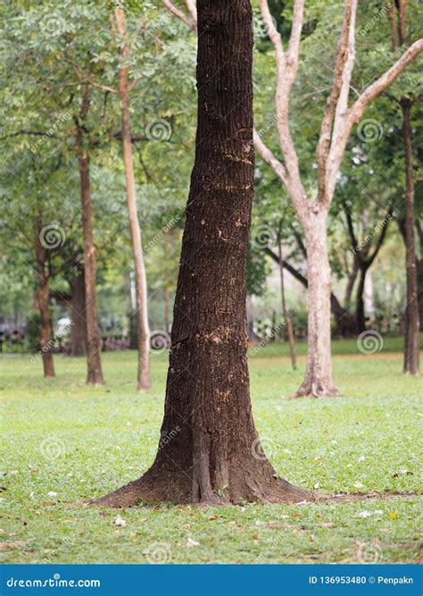 Large Trunk Big Tree Bark Rough Texture Stock Photo Image Of Bark