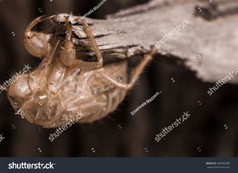 Empty Chrysalis Cicada Empty After Metamorphosis Stock Photo (Edit Now ...