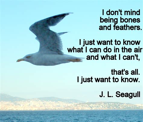 Jonathan Livingston Seagull Quotes Quotesgram