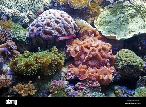 Plantes aquatiques de la mer méditerranée Banque de photographies et d