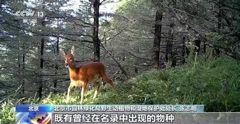 第十个世界野生动植物日 我国野生动植物保护传来这些喜讯 新闻频道厦门网