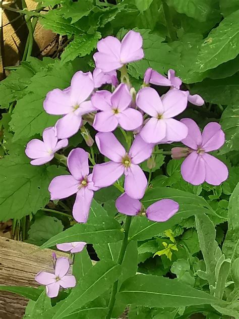 Nachtviole Gew Hnliche Nachtviole Hesperis Matronalis C Flickr