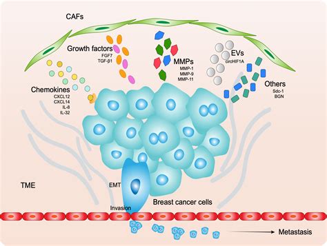 Frontiers The Role Of Cancer Associated Fibroblasts In Breast Cancer