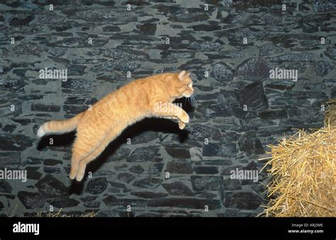 Domestic Cat House Cat Felis Silvestris F Catus Red Tomcat