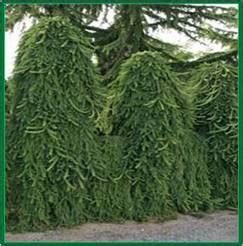 Weeping Norway Spruce - Stratham Circle Nursery