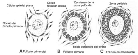 Embriologia Mind