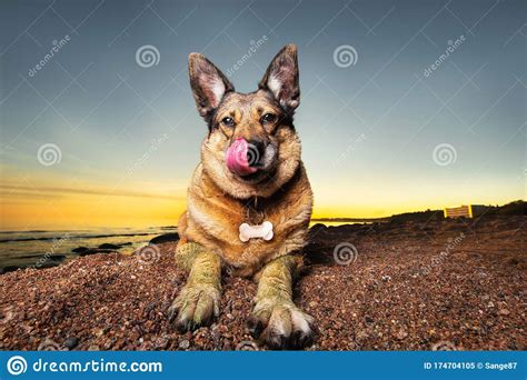 Cute Shepherd Dog Resting On Beach In Evening Stock Image Image Of