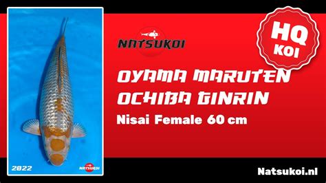 Maruten Ochiba GinRin Koi Van Oyama Nisai Female 60 Cm YouTube