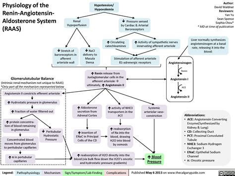 Diagram Of Raas System Renin Angiotensin Aldosterone System