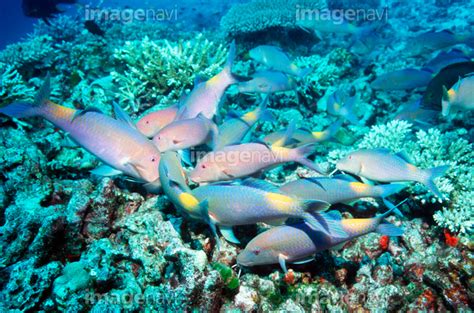 【珊瑚礁 サンゴ 水産動物 水中 生物学 生物海洋学 南国】の画像素材64033722 写真素材ならイメージナビ