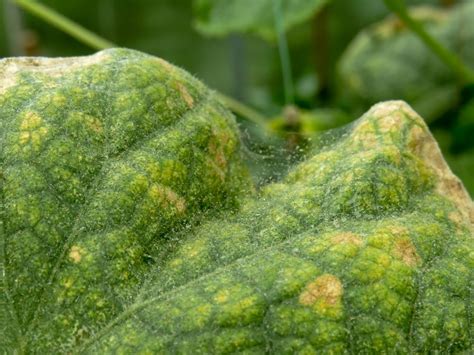 Spider Mite Damage