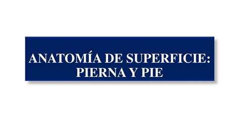 Anatomía de superficie de la pierna y pie Saul ulloa uDocz