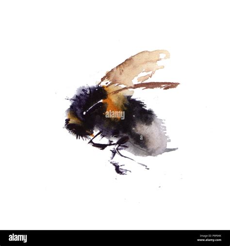 Aquarell Bienen Auf Weißem Hintergrund Hand Gezeichnet Aquarell