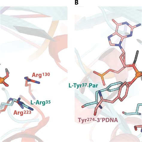 Comparison Of Structures Of Ligand Bound Covalent Complexes Of Ser35arg Download Scientific