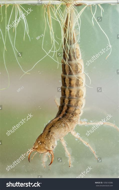 Extremely Predatory Larva Giant Water Beetle Stock Photo 105616586 ...