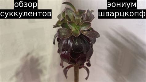 Эониум шварцкопф, ОБЗОР на мой СУККУЛЕНТ. рассказываю про ВЕТВЛЕНИЕ ...