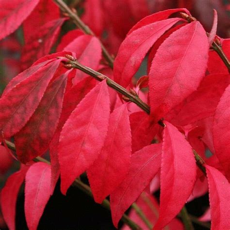 Compacta Euonymus Sensational Alatus Burning Bush Dwarf Garden Live