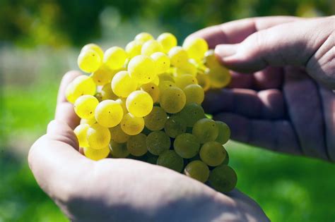 honoring  gruner veltliner grape winetastingblisscom