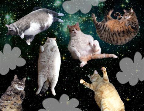 Fat Cats In Space The Flip Flop Collection On Behance