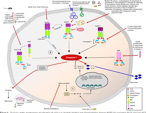 Figure From Emerging Roles Of Inflammasomes In Acute Pneumonia