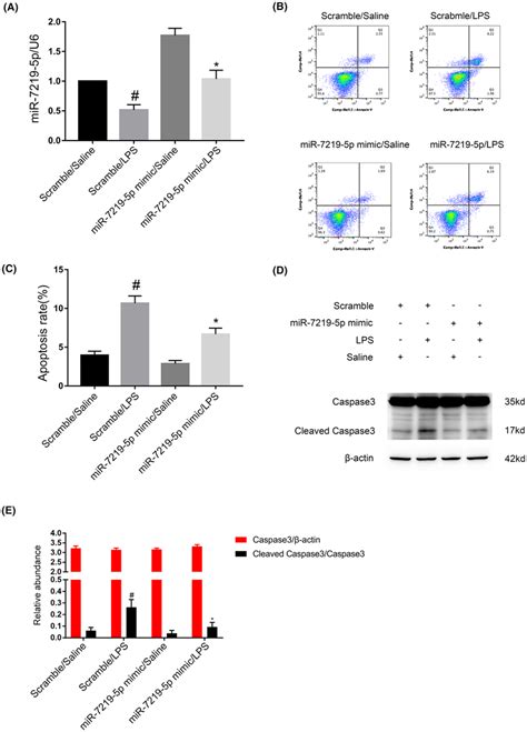 LPSinduced BUMPT Cell Apoptosis Was Attenuated By MiR72195p Mimics