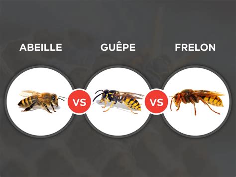 Difference Between Hornet And Bee