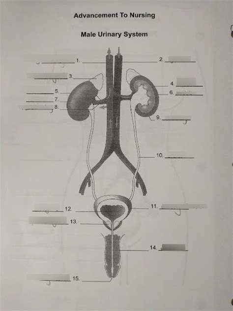 Male Urinary System Diagram Diagram Quizlet