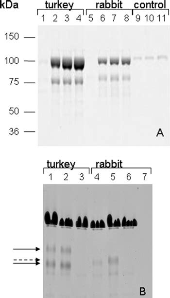 Binding Of Synaptopodin And Fesselin To Actinin And Smooth Muscle