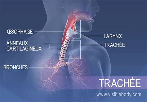 Système Respiratoire Inférieur