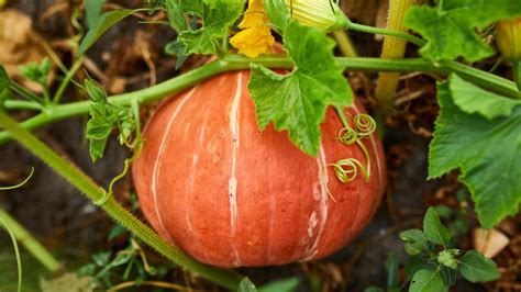 Cultiva Calabazas F Cil Gu A Experta En Huerto