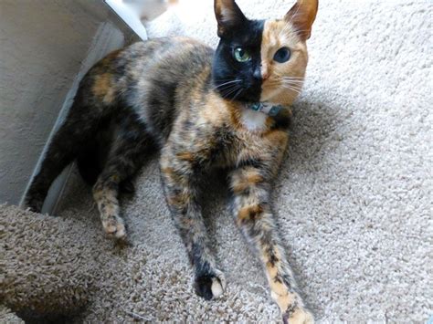 Two Faced Chimera Cat For Sale