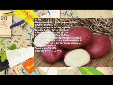СеДек "Картофель" ч.2. Совет дня. - YouTube