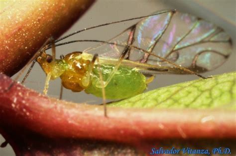 Hemiptera Sternorrhyncha Aphididae Wahlgreniella Aphids A Urban