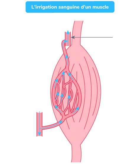 Sch Matiser L Irrigation Sanguine Du Muscle E Exercice De