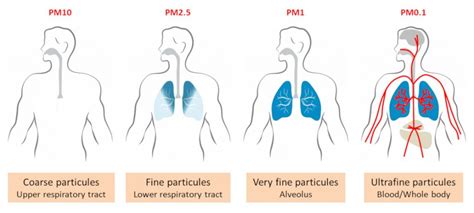 Airborne Particulate Matter And Their Health Effects Encyclopedia Of