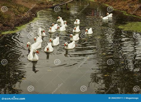 Bandada De Gansos Blancos Flotando En El Agua En Un Estanque Rural