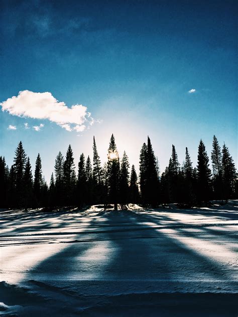 Free Images Landscape Tree Nature Horizon Snow Winter Cloud Sky Sunrise Sunlight