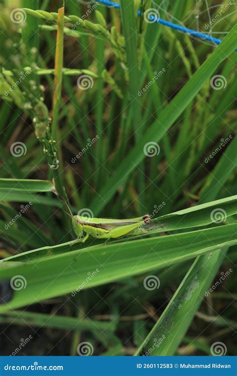 Foto De Saltamontes Verdes Su Nombre Latino Es Caelifera Orthoptera