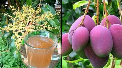 Best Organic Liquid Fertilizer For Fast Flowering Mango Trees Youtube