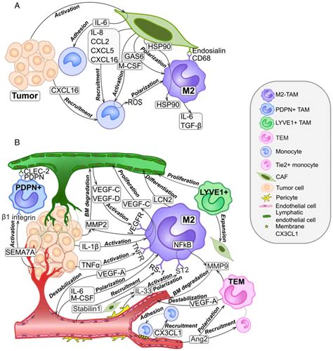 Interaction Of Tumorassociated Macrophages With Stromal And Immune