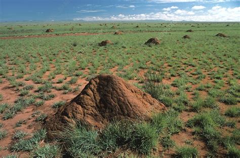 Termite mounds - Stock Image - C013/2107 - Science Photo Library