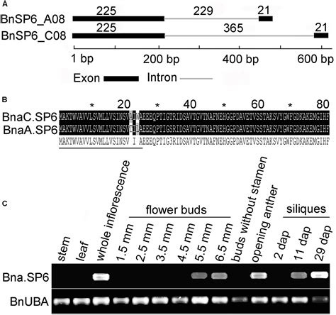 Frontiers Bnaabzip1 Negatively Regulates A Novel Small Peptide Gene