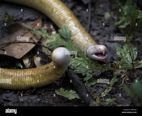 Giant Amphisbaena, aka Giant Worm-lizard (Amphisbaena alba), in ...