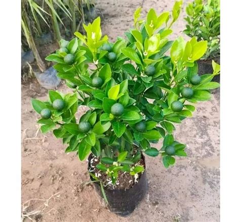 Well Drained Full Sun Exposure Kagzi Lemon Plant For Fruits At Rs 120