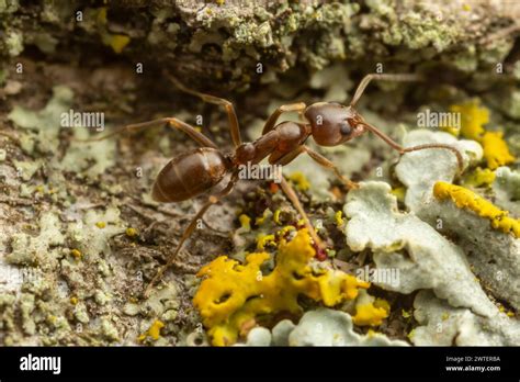 Argentine Ant Linepithema Humile Stock Photo Alamy