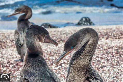 Fernandina Island Galapagos Travel Ecuador Trans Americas Journey