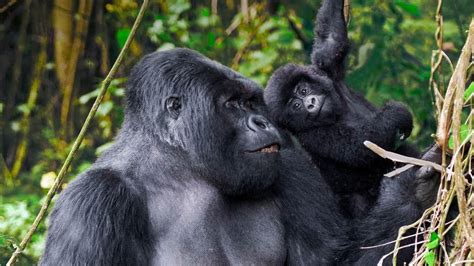 Best Gorilla Tours In Africa Achieve Global Safaris Uganda